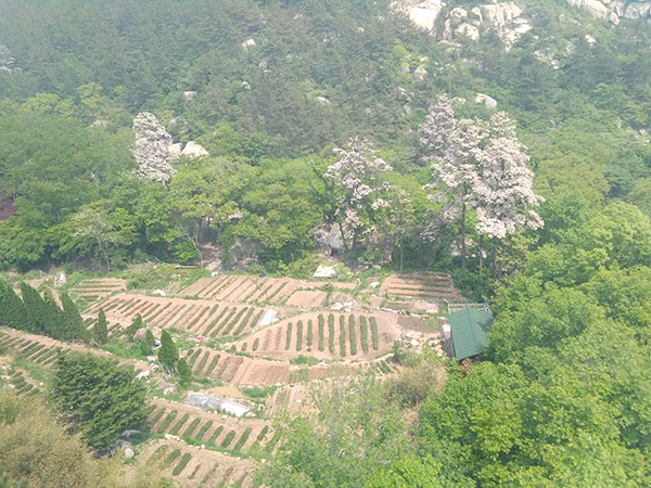 茶園1.jpg