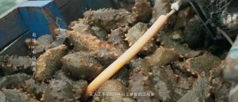 長(zhǎng)生島貢參 美食紀(jì)錄片 